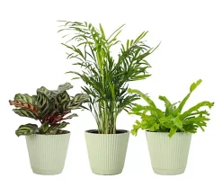 Thorsen's Greenhouse 3-pack of Live 4" Pet Friendly Plants - Sage