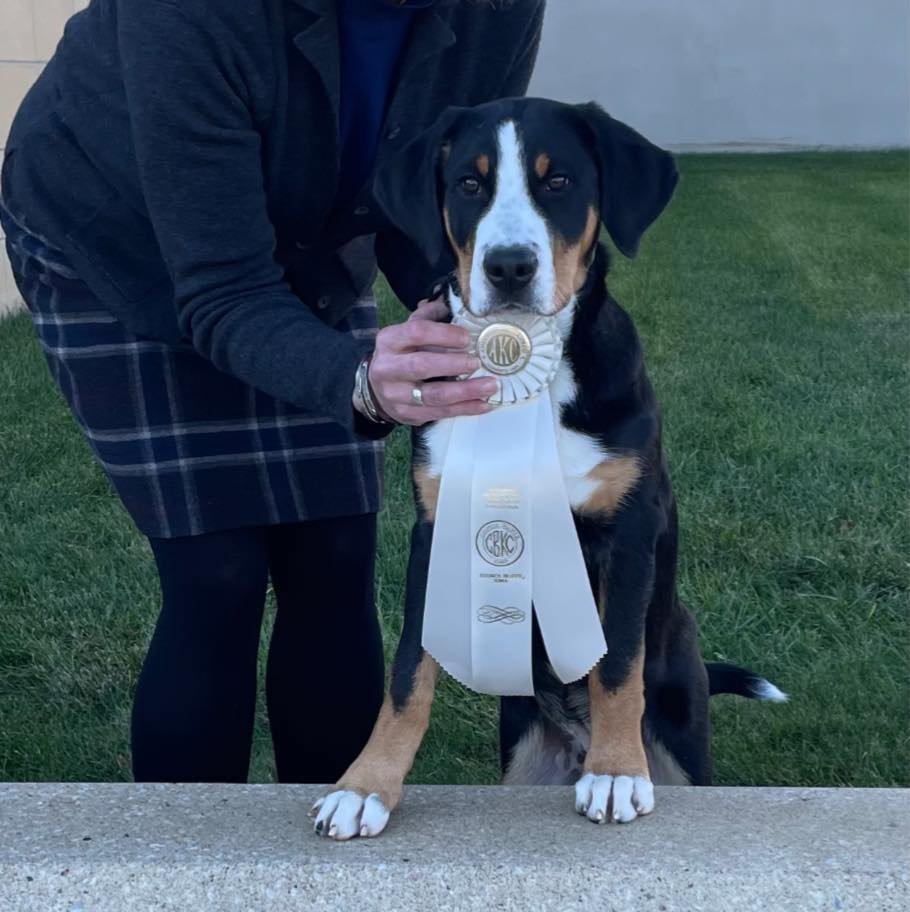 Bit-A-Swissy | Buy Pet Supplies Online