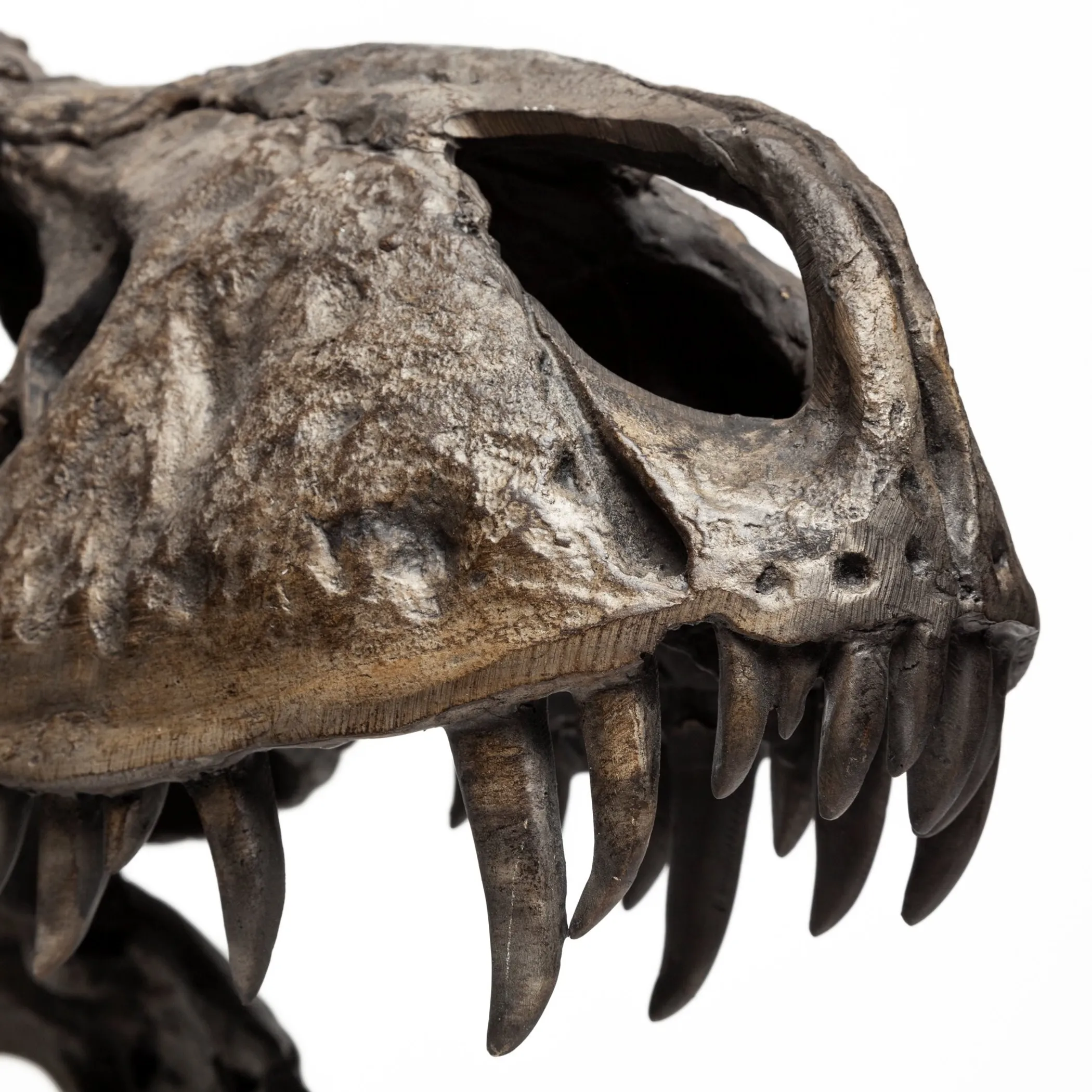Authentic Replica T Rex Skull Sculpture - Image 6