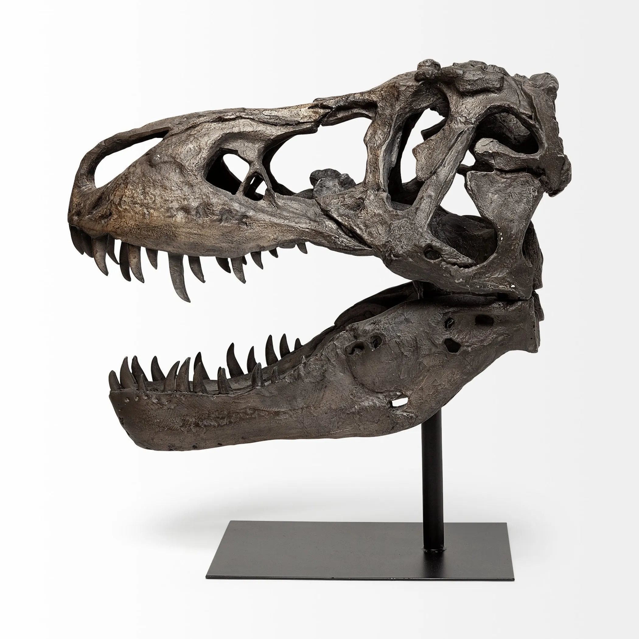 Authentic Replica T Rex Skull Sculpture - Image 3